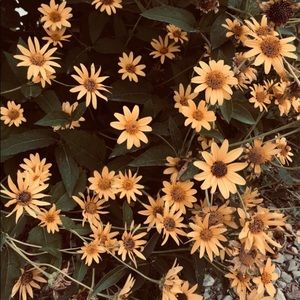 Meet your Posher, Suzy